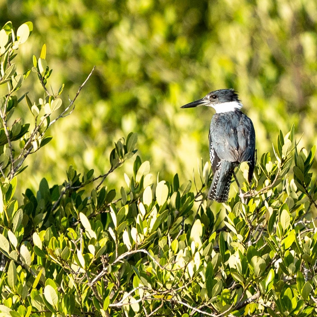 Belted Kingfisher - ML614259714