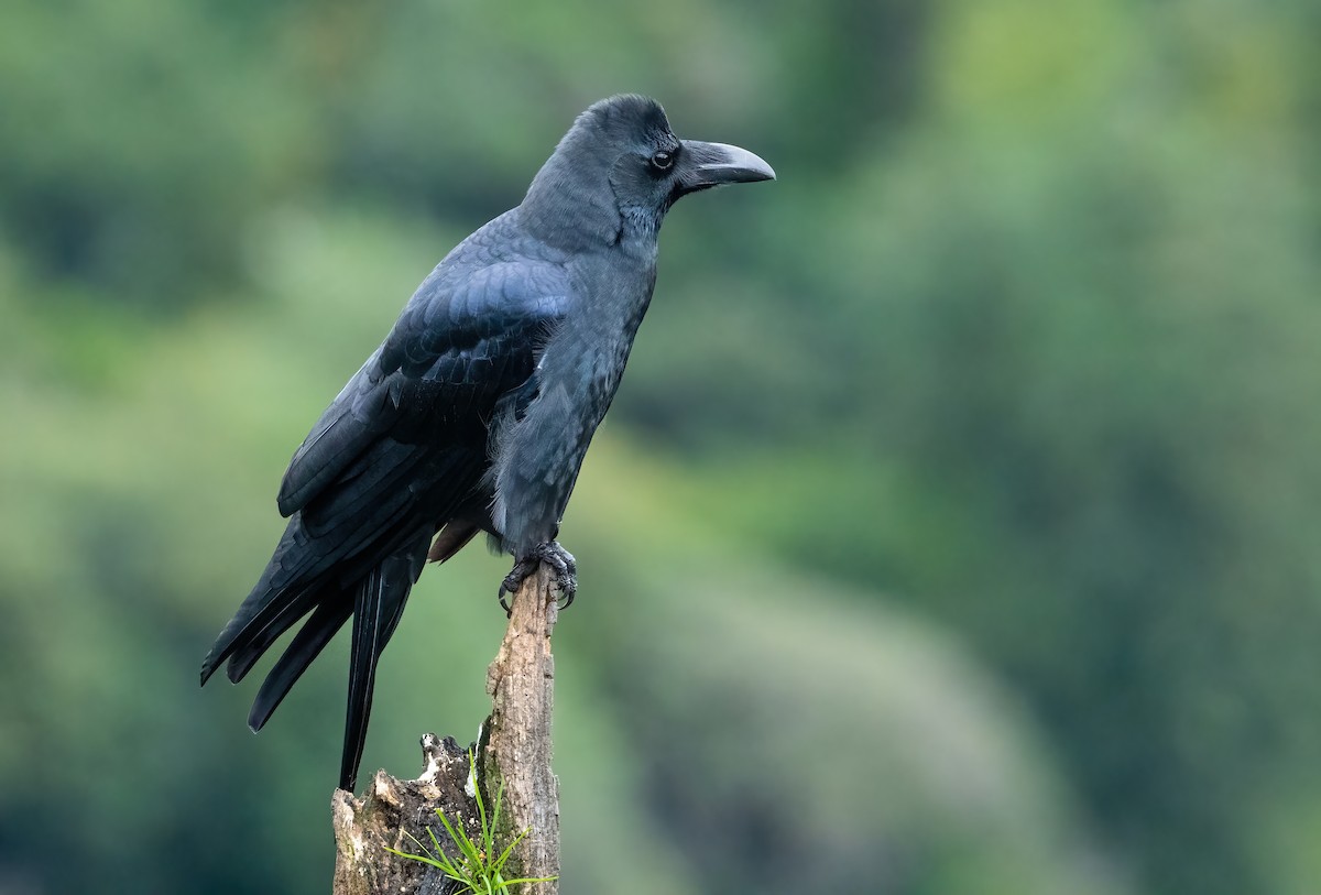 Large-billed Crow - ML614259730