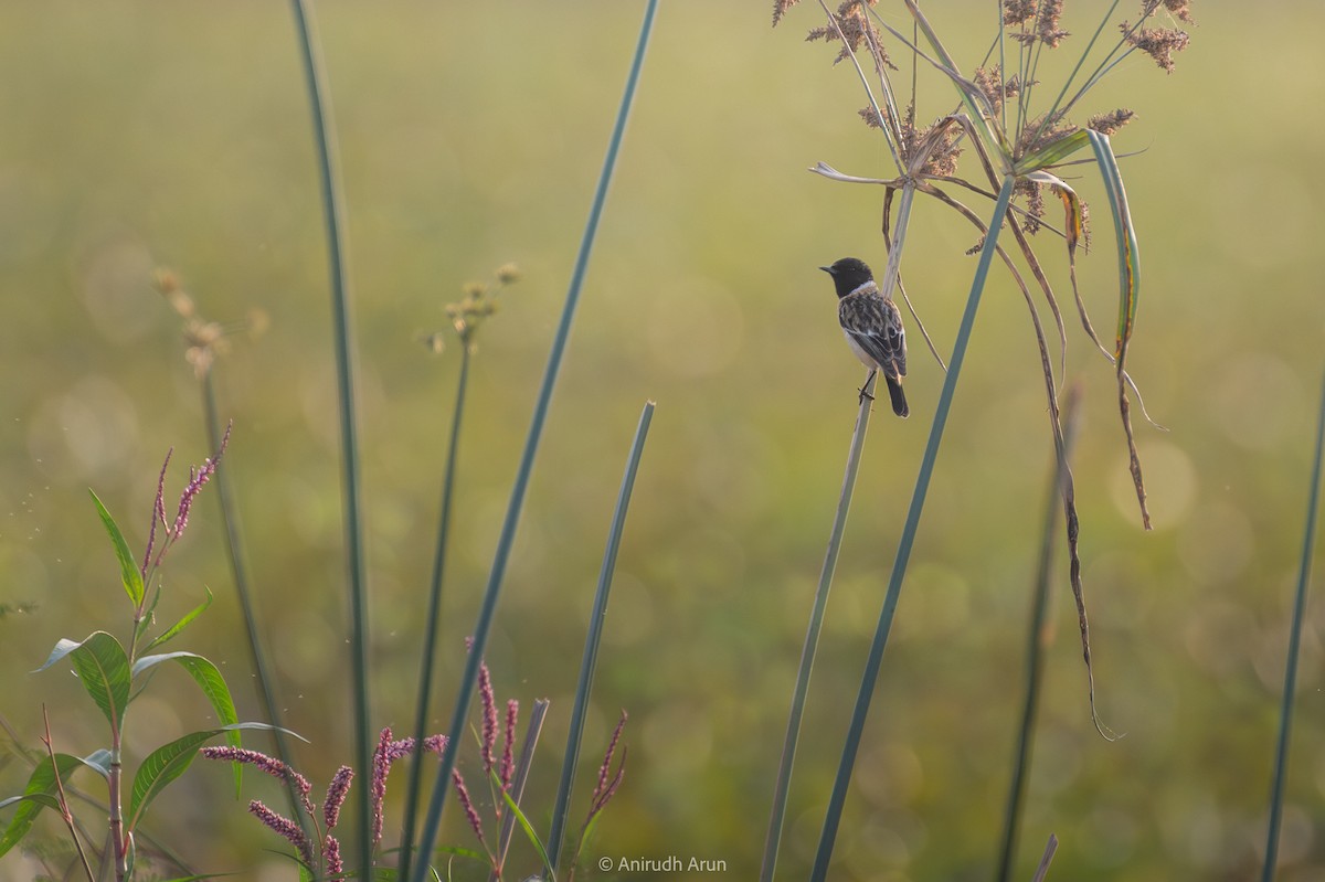 Siberian Stonechat - ML614259769