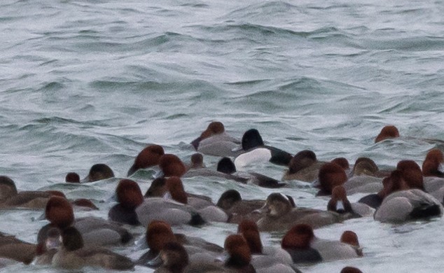 Ring-necked Duck x Greater Scaup (hybrid) - ML614259968