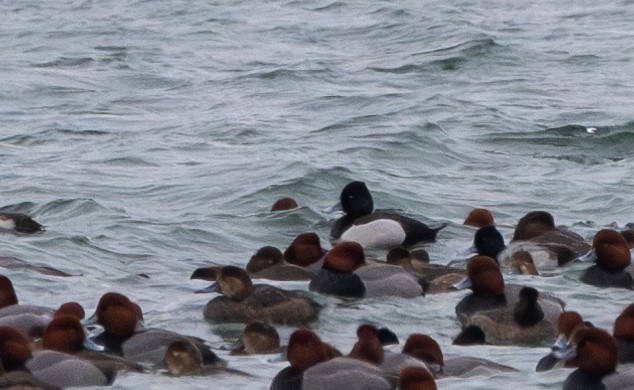 Ring-necked Duck x Greater Scaup (hybrid) - ML614259969