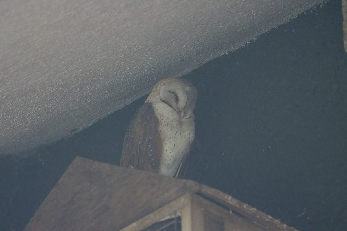Eastern Barn Owl - Kalpesh Krishna