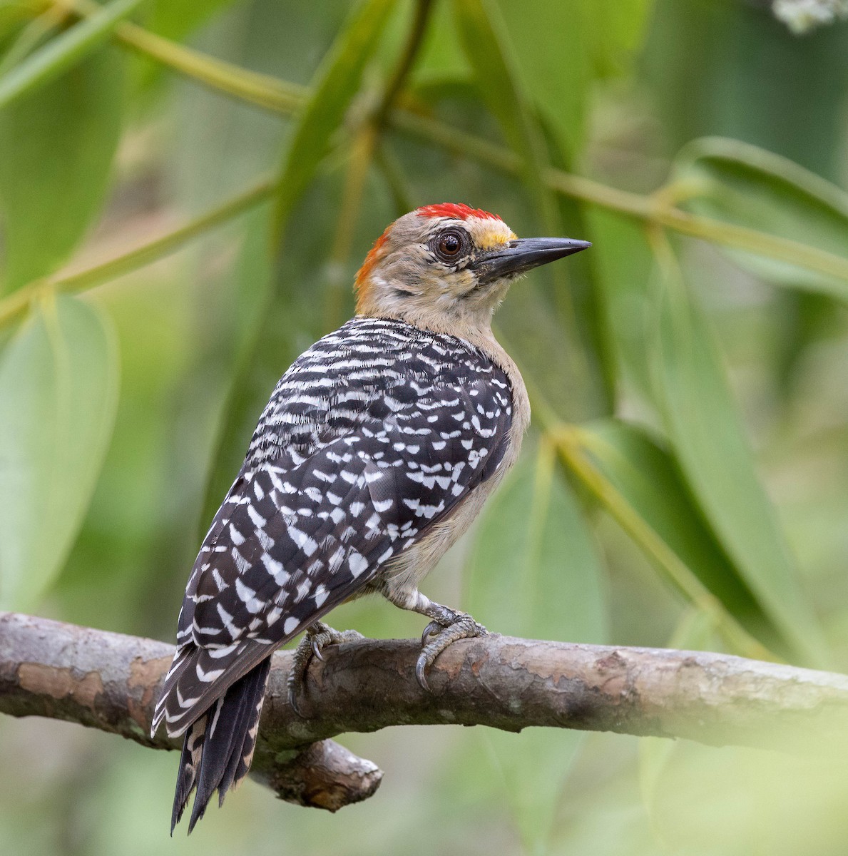 Red-crowned Woodpecker - ML614260076