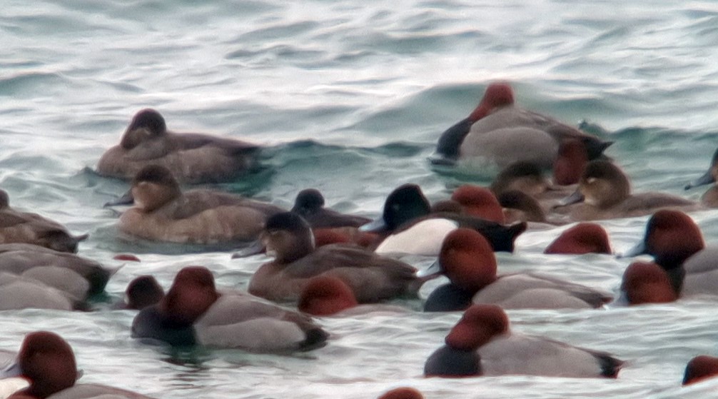 Ring-necked Duck x Greater Scaup (hybrid) - ML614260083