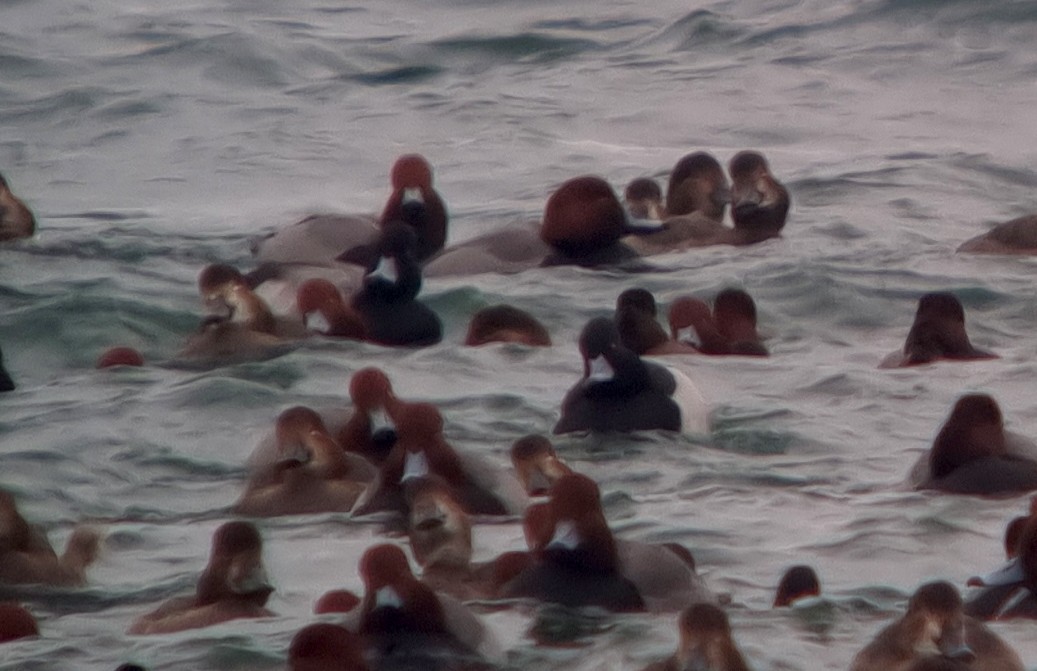 Ring-necked Duck x Greater Scaup (hybrid) - ML614260085