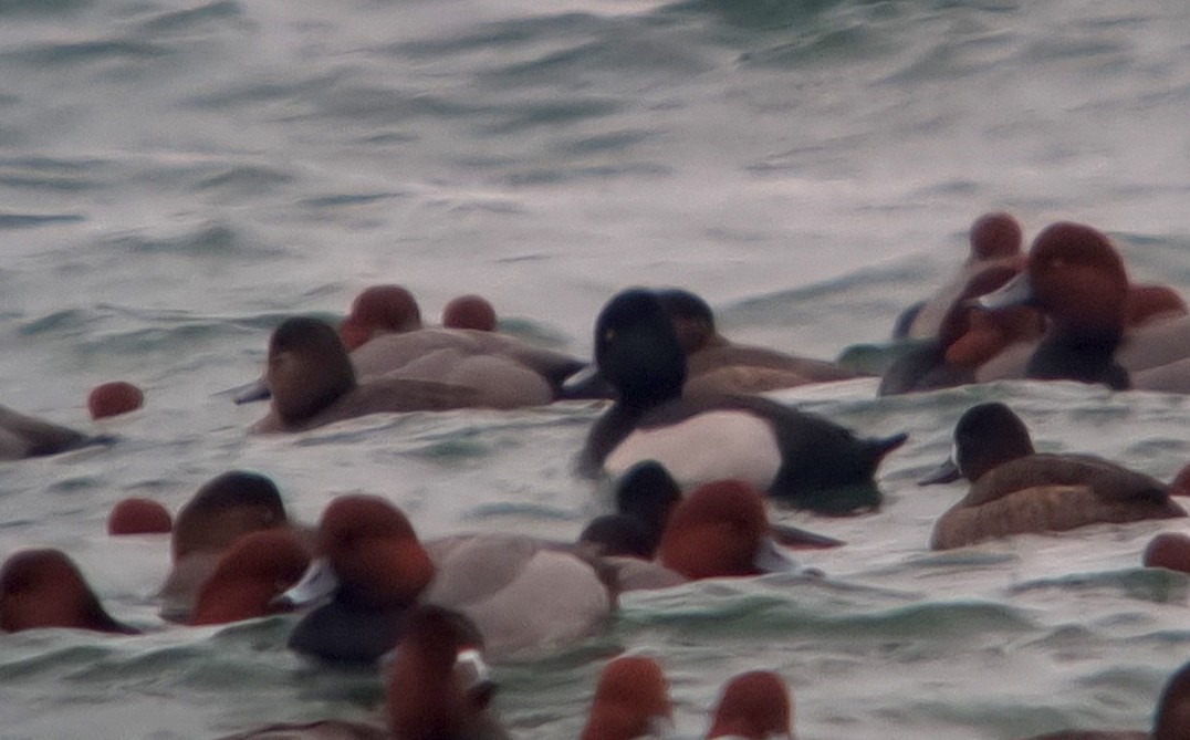 Ring-necked Duck x Greater Scaup (hybrid) - ML614260087