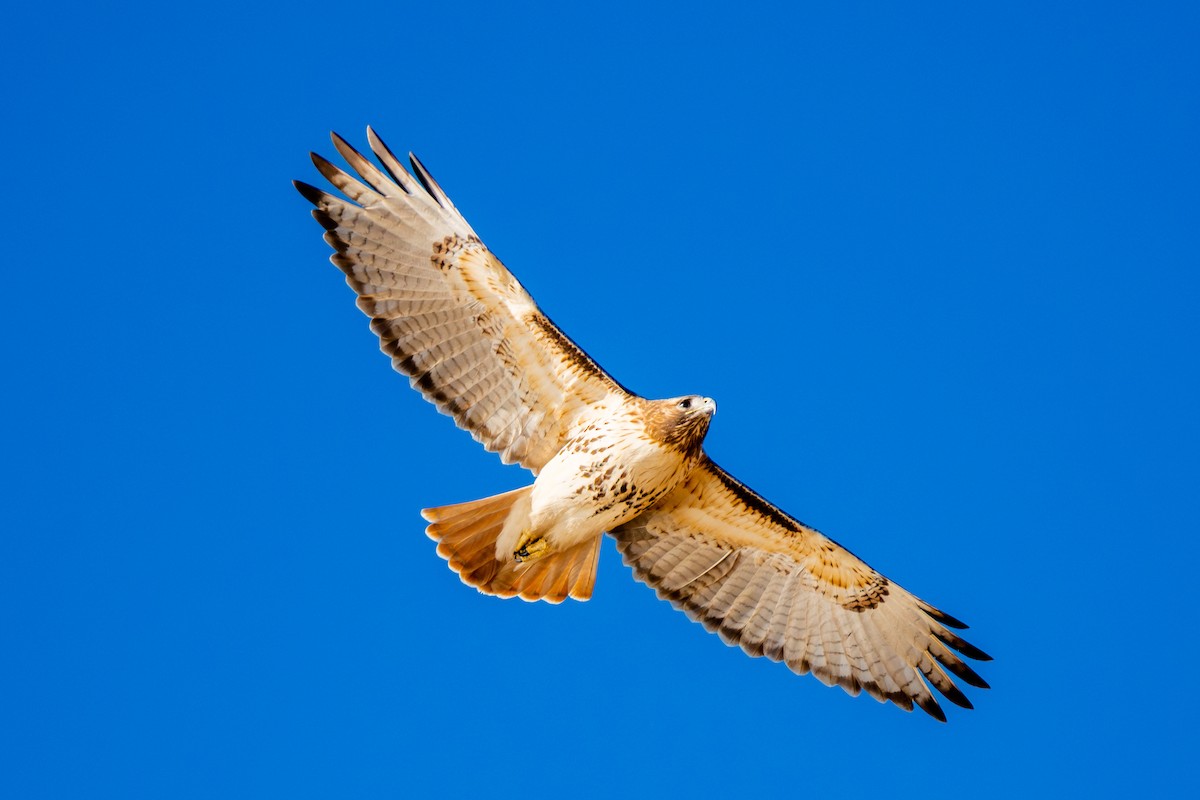 Red-tailed Hawk - Doug Norwood