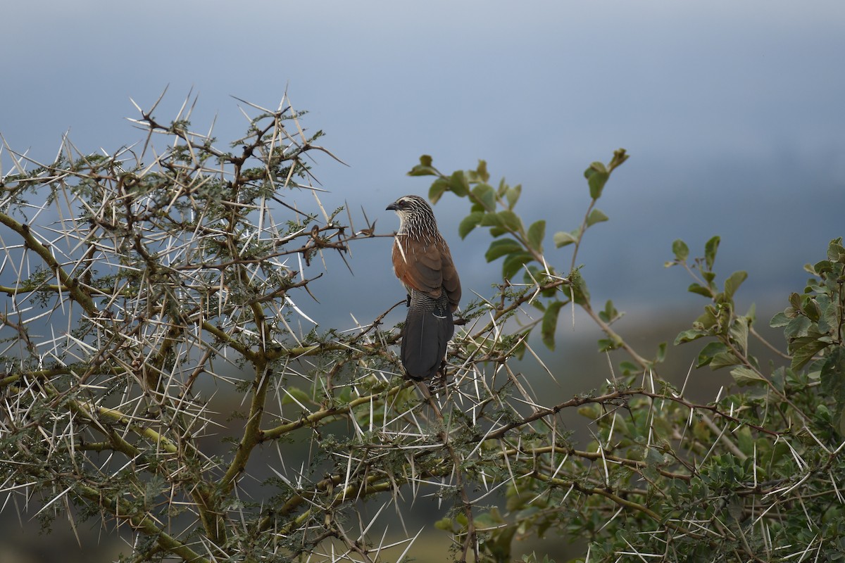 White-browed Coucal (White-browed) - ML614260123