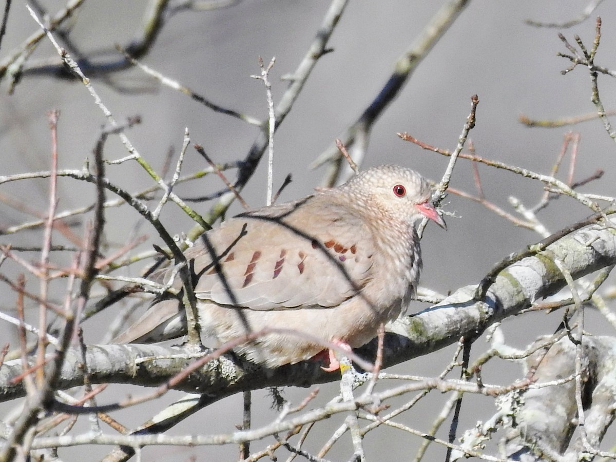 Common Ground Dove - Logan Firmin