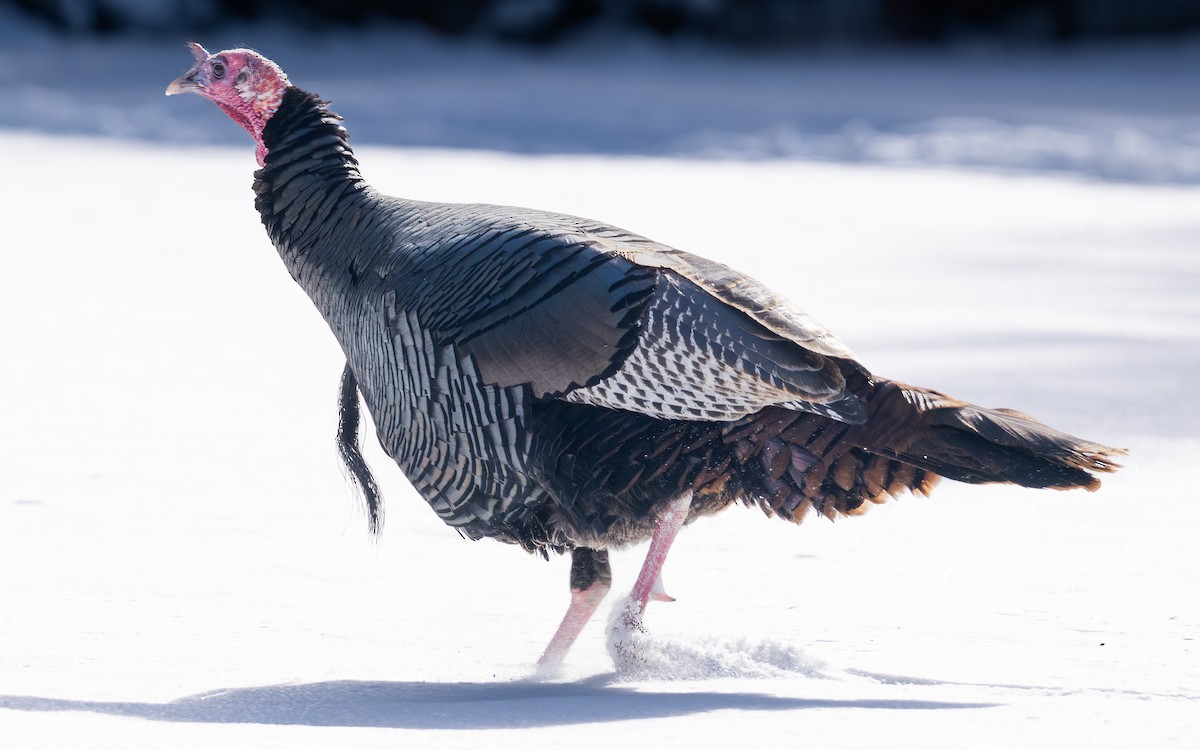 Wild Turkey - ML614260145