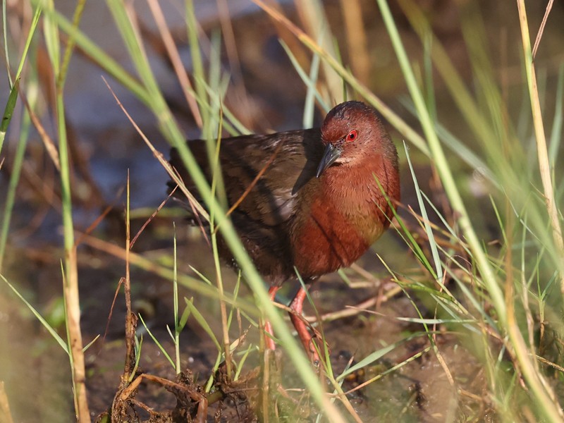 Ruddy-breasted Crake - ML614260171