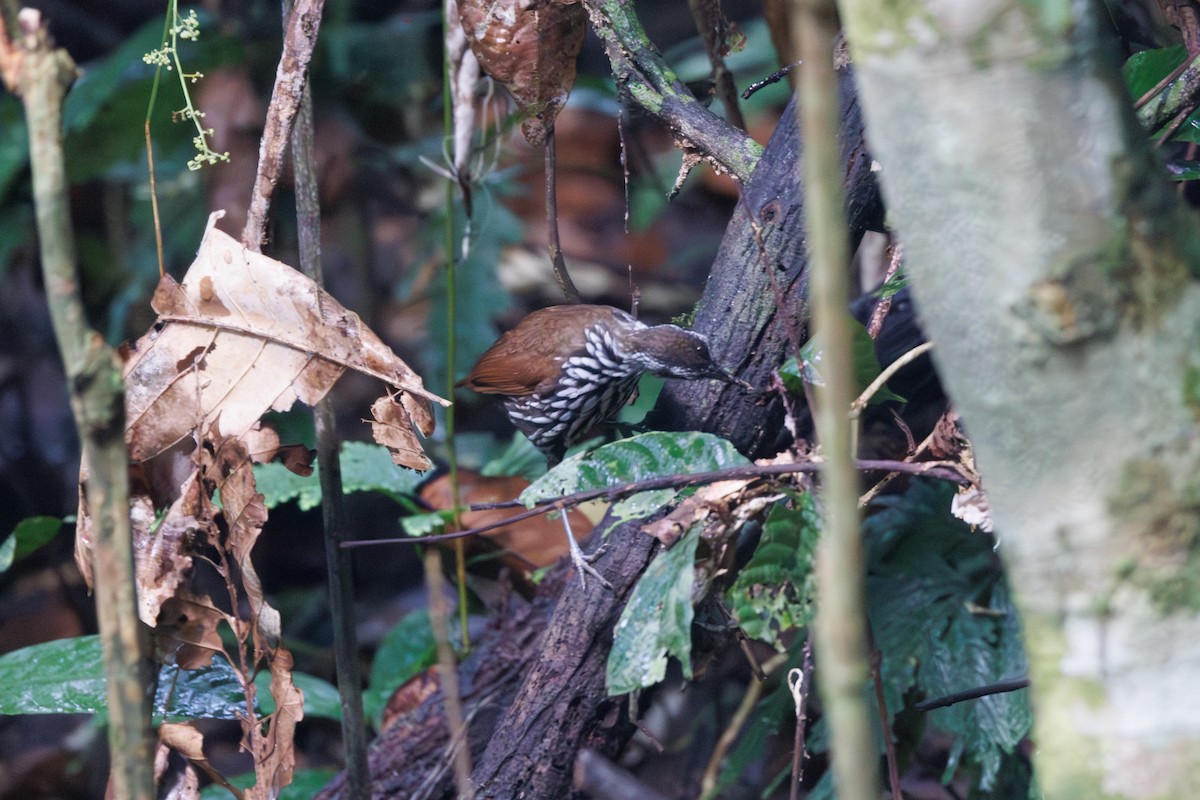 Bornean Wren-Babbler - Neil Broekhuizen