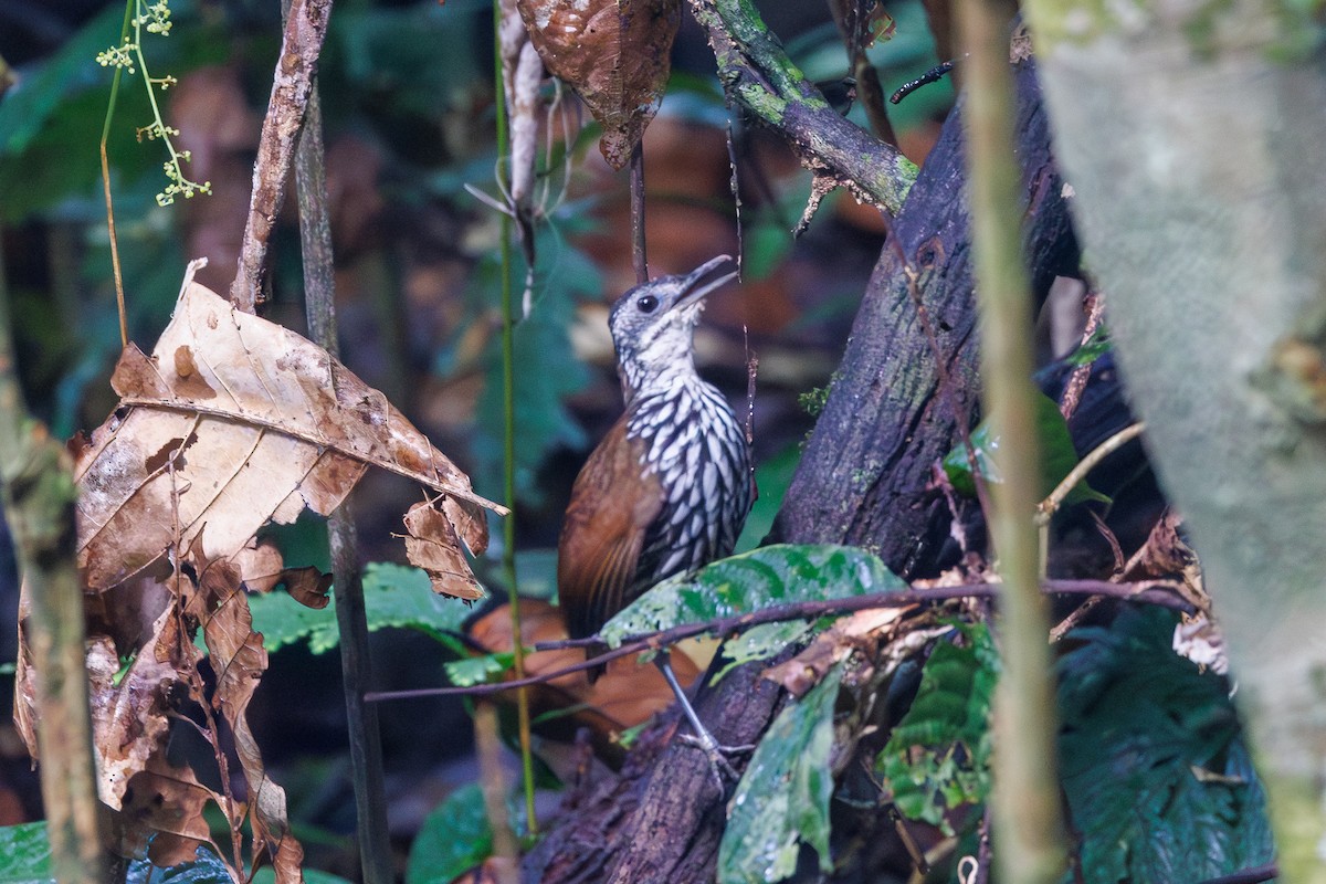 Bornean Wren-Babbler - ML614260217