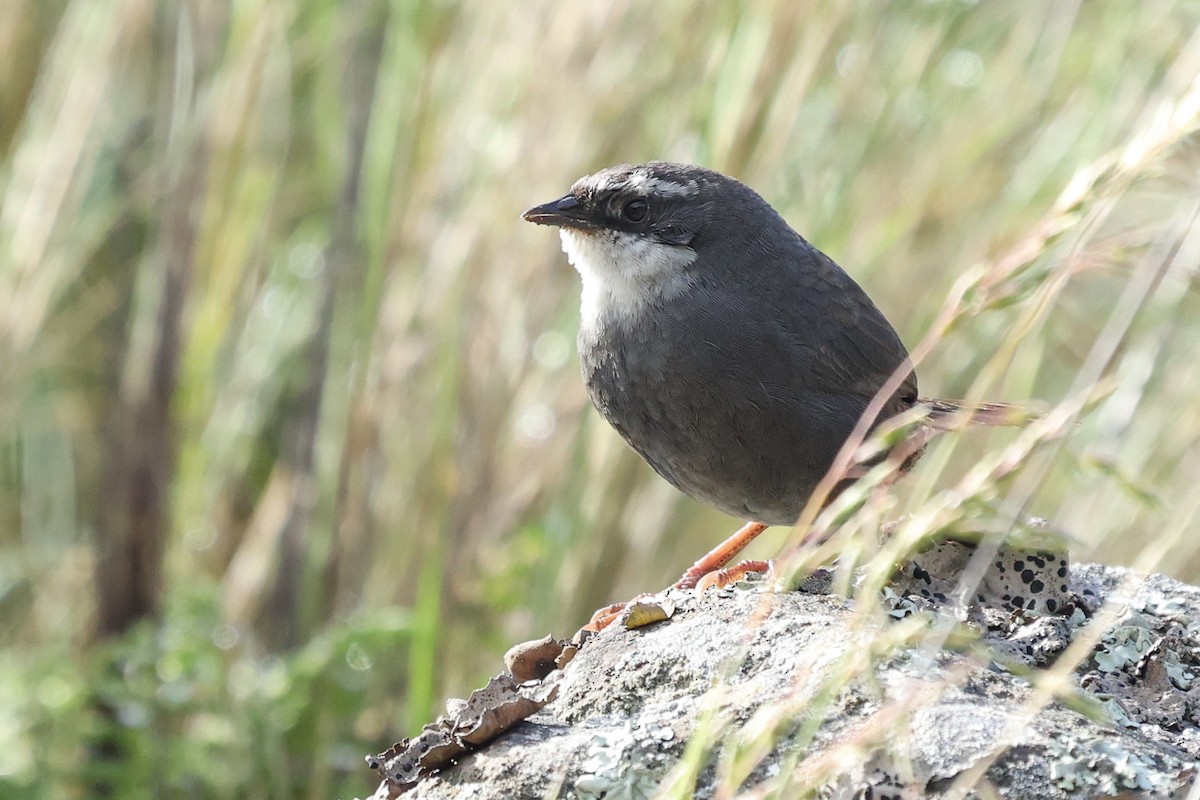 White-browed Tapaculo - ML614260241