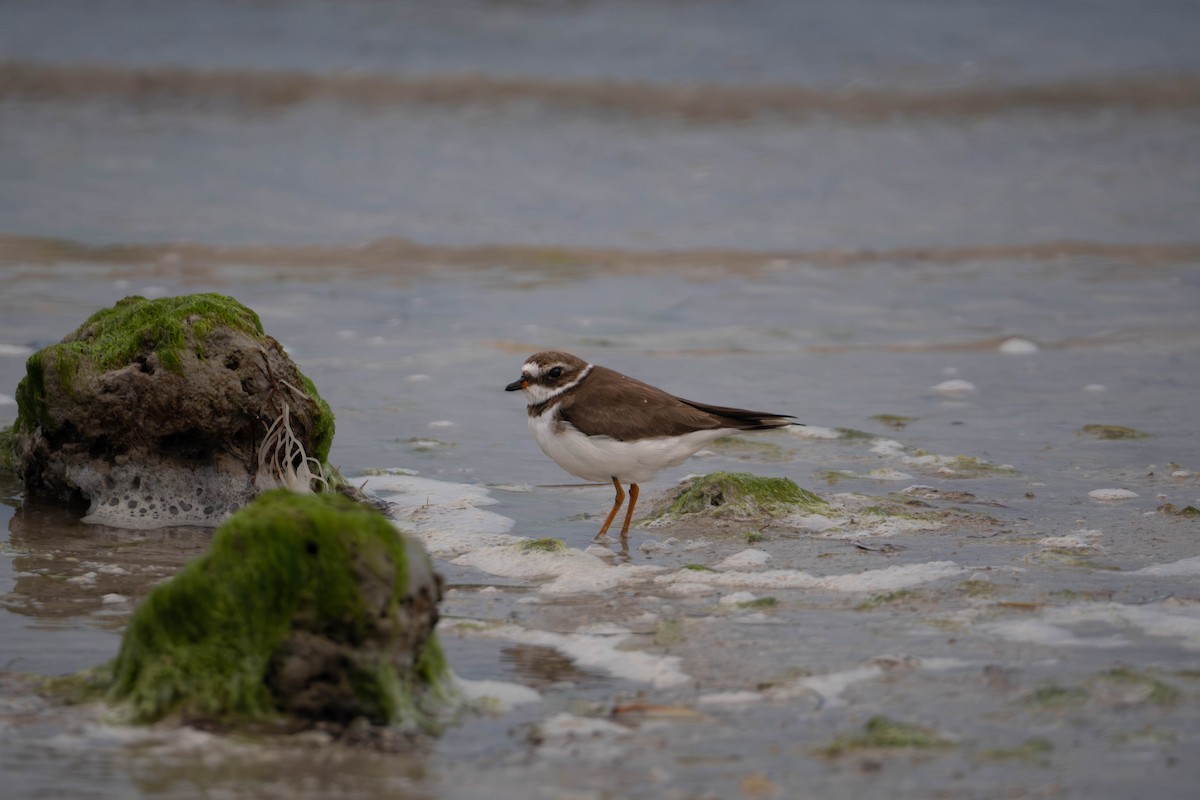 Semipalmated Plover - ML614260250