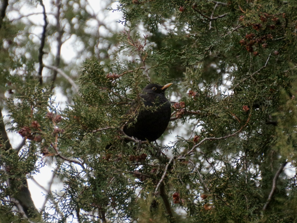 Eurasian Blackbird - ML614260308