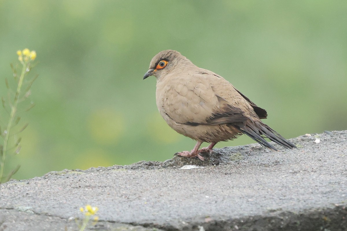 Bare-eyed Ground Dove - Daniel Engelbrecht - Birding Ecotours