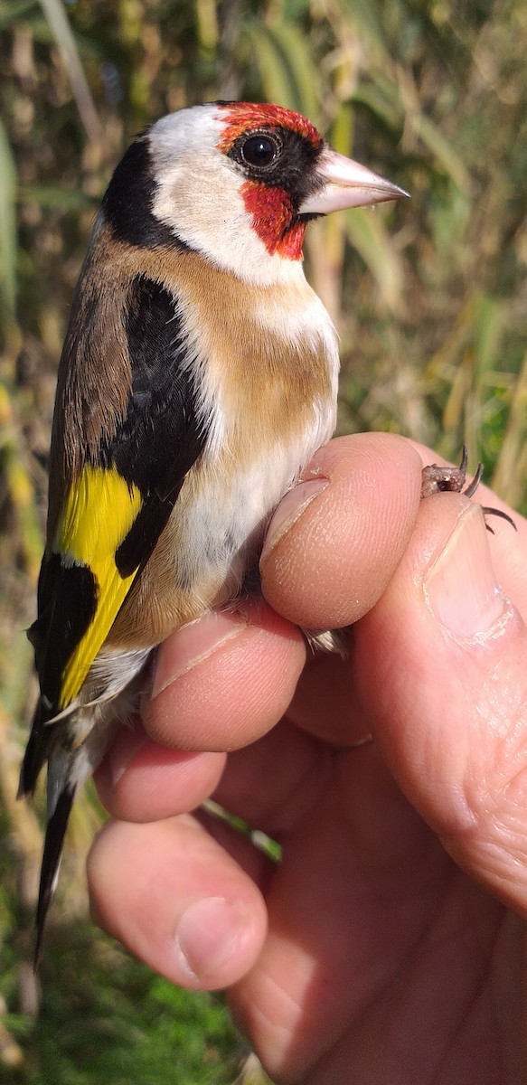 European Goldfinch - ML614260387