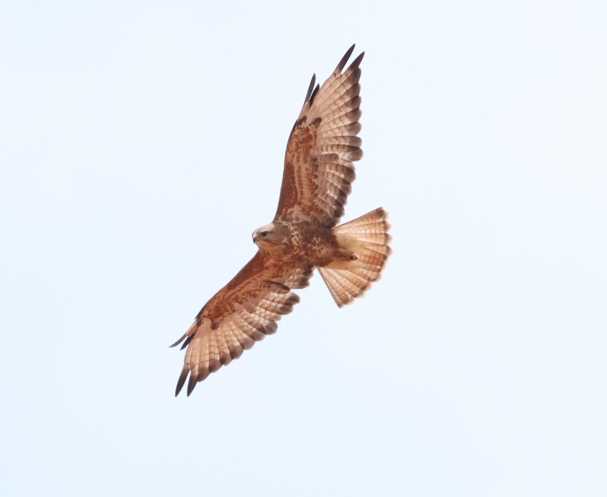 Common Buzzard - Ken McKenna