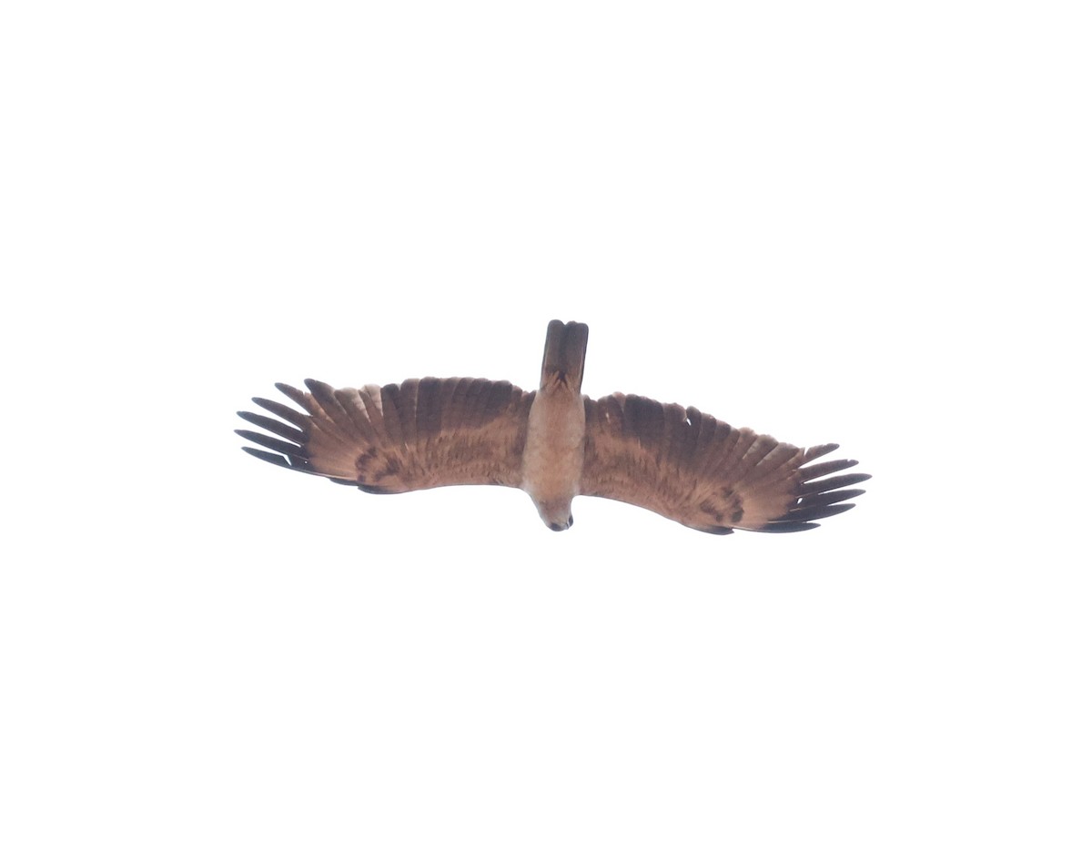 Wahlberg's Eagle - ML614260416