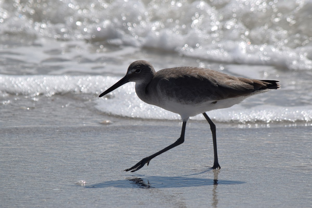 Willet - ML614260430