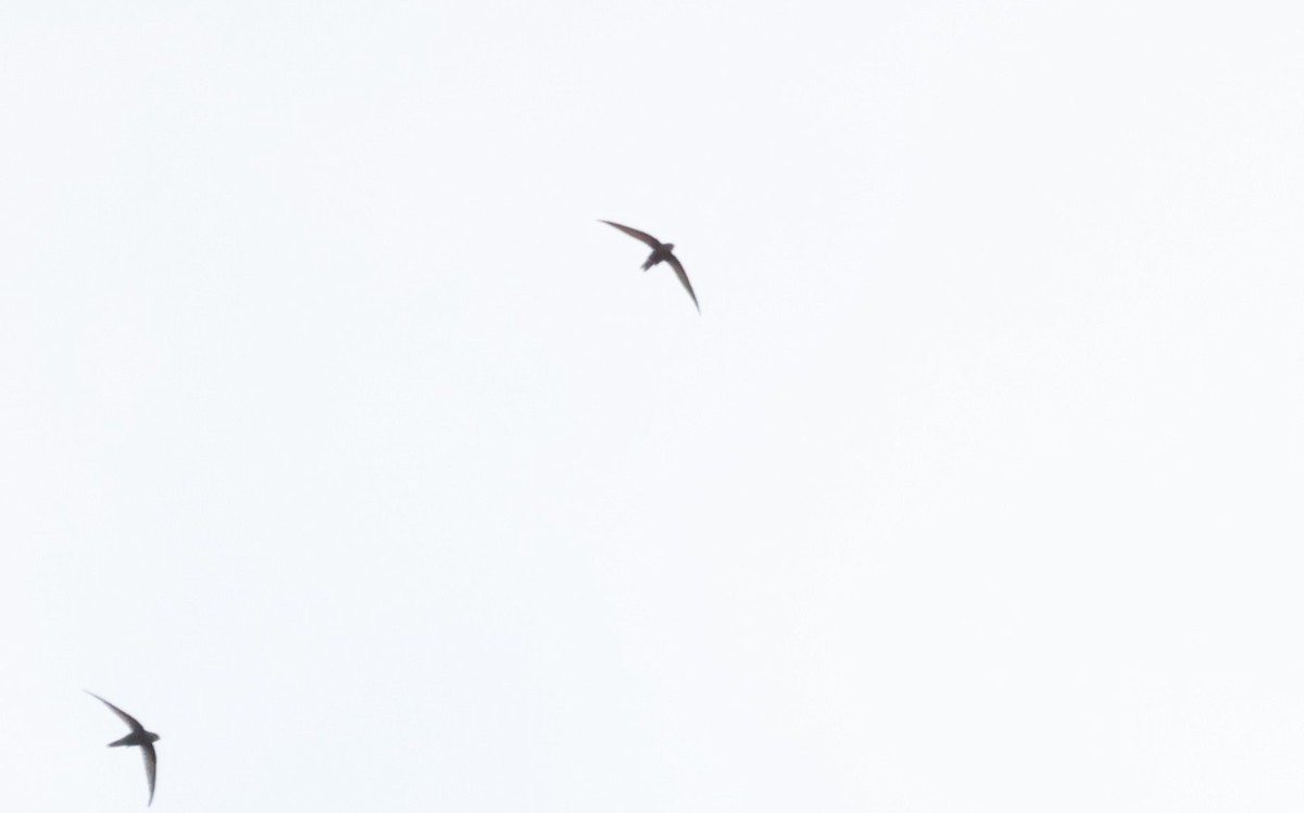 Common Swift - ML614260435