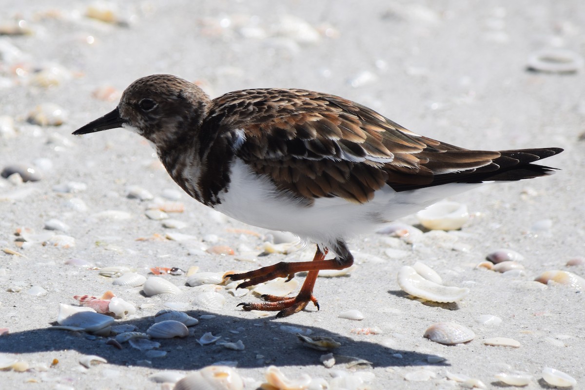 Ruddy Turnstone - ML614260437