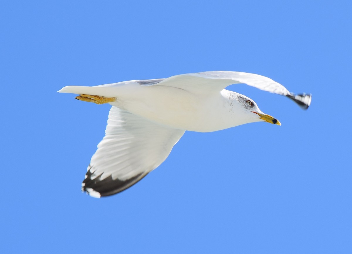 Ring-billed Gull - ML614260440