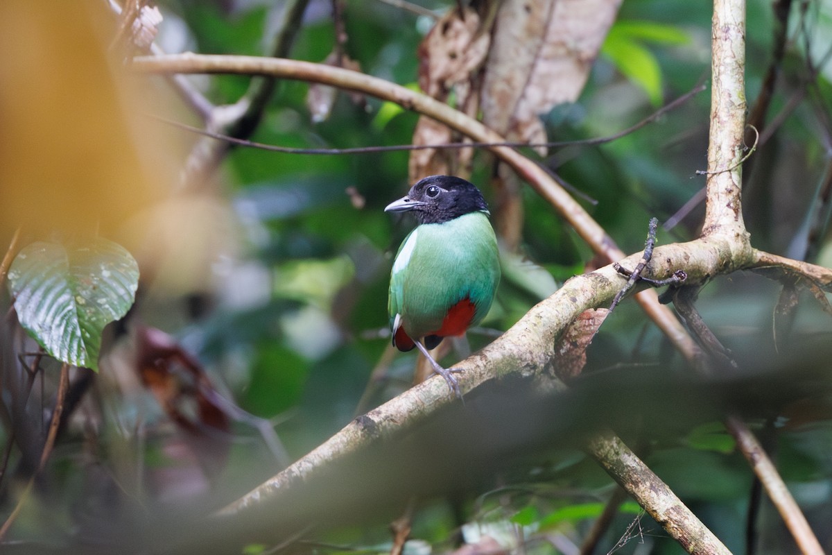 Western Hooded Pitta (Sunda) - ML614260443