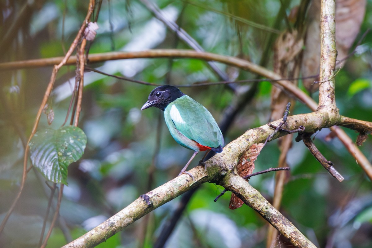 Western Hooded Pitta (Sunda) - ML614260446