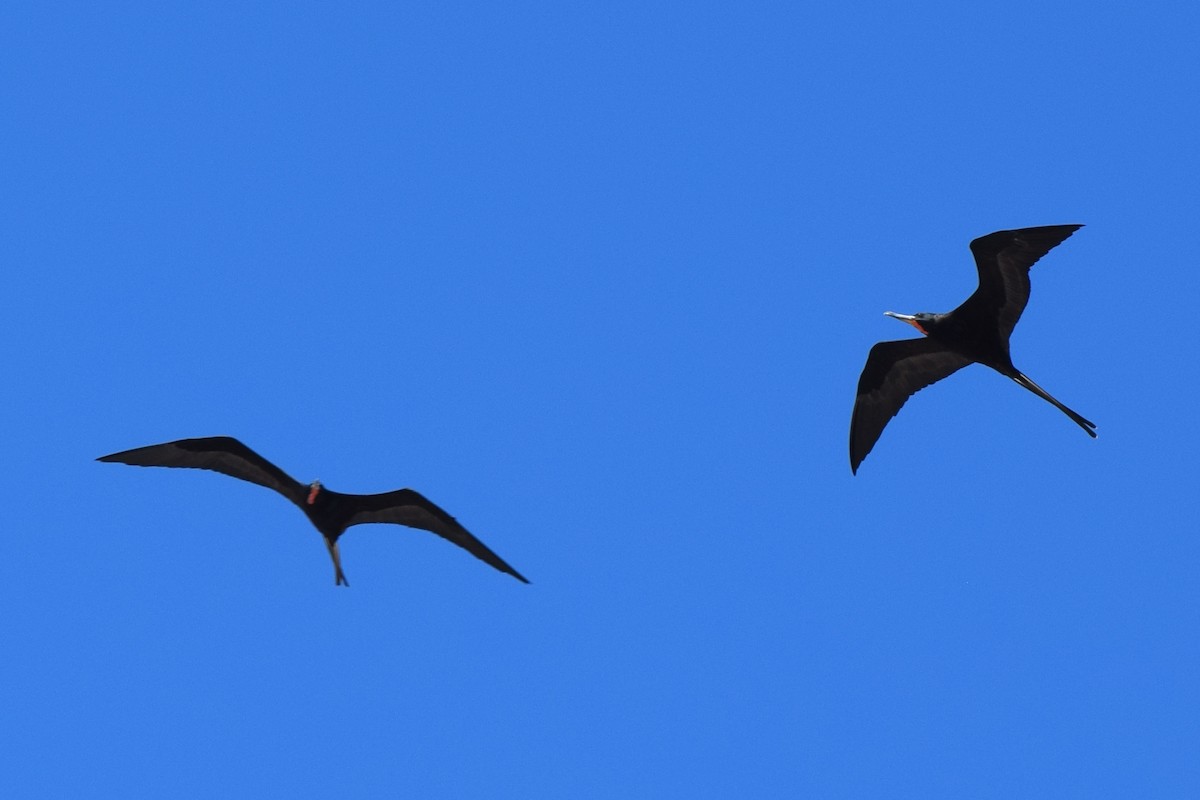 Magnificent Frigatebird - ML614260460