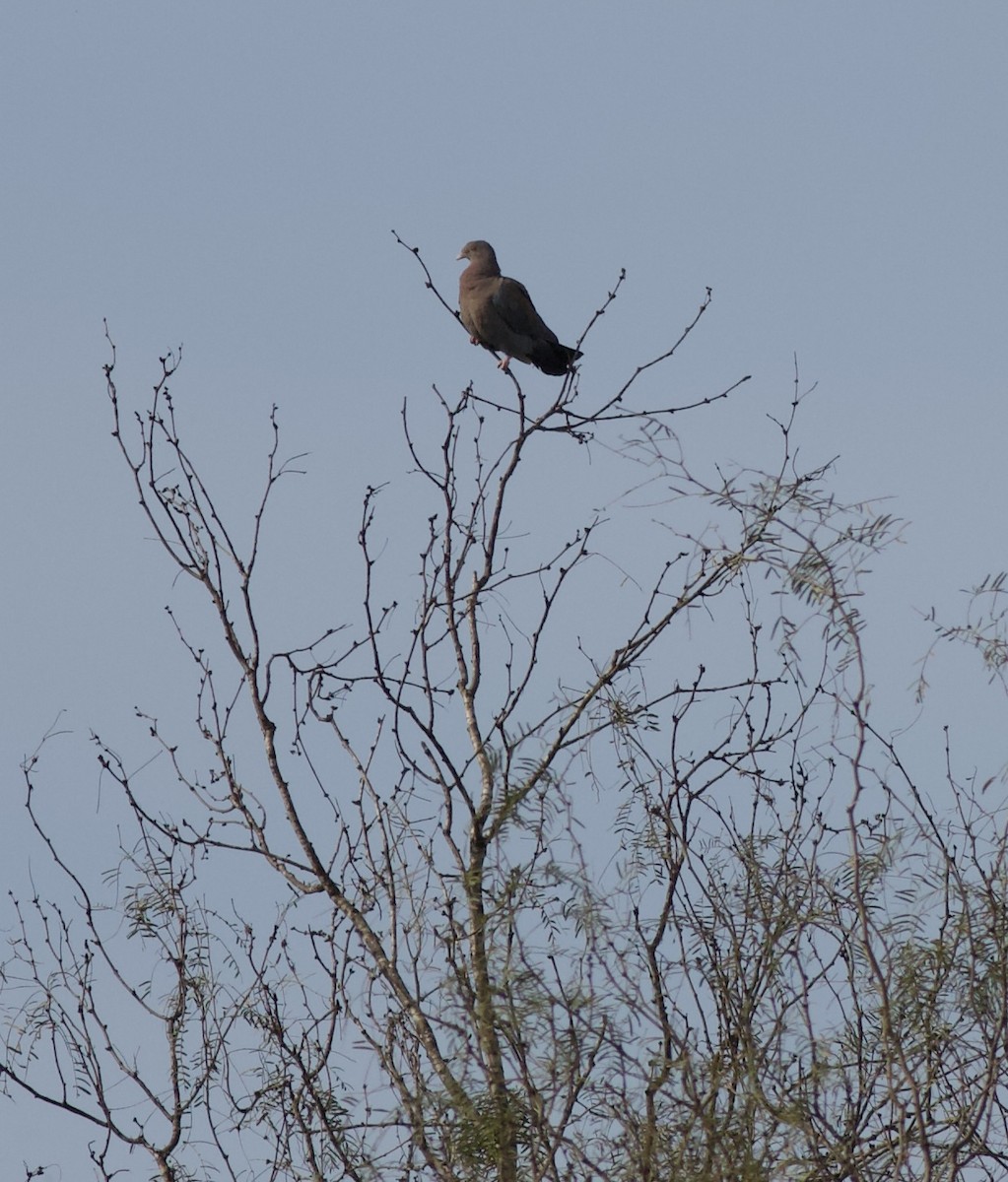 Red-billed Pigeon - ML614260463