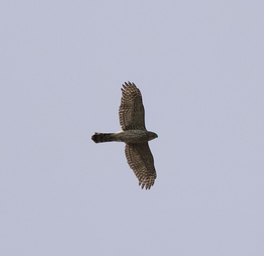 Cooper's Hawk - ML614260467