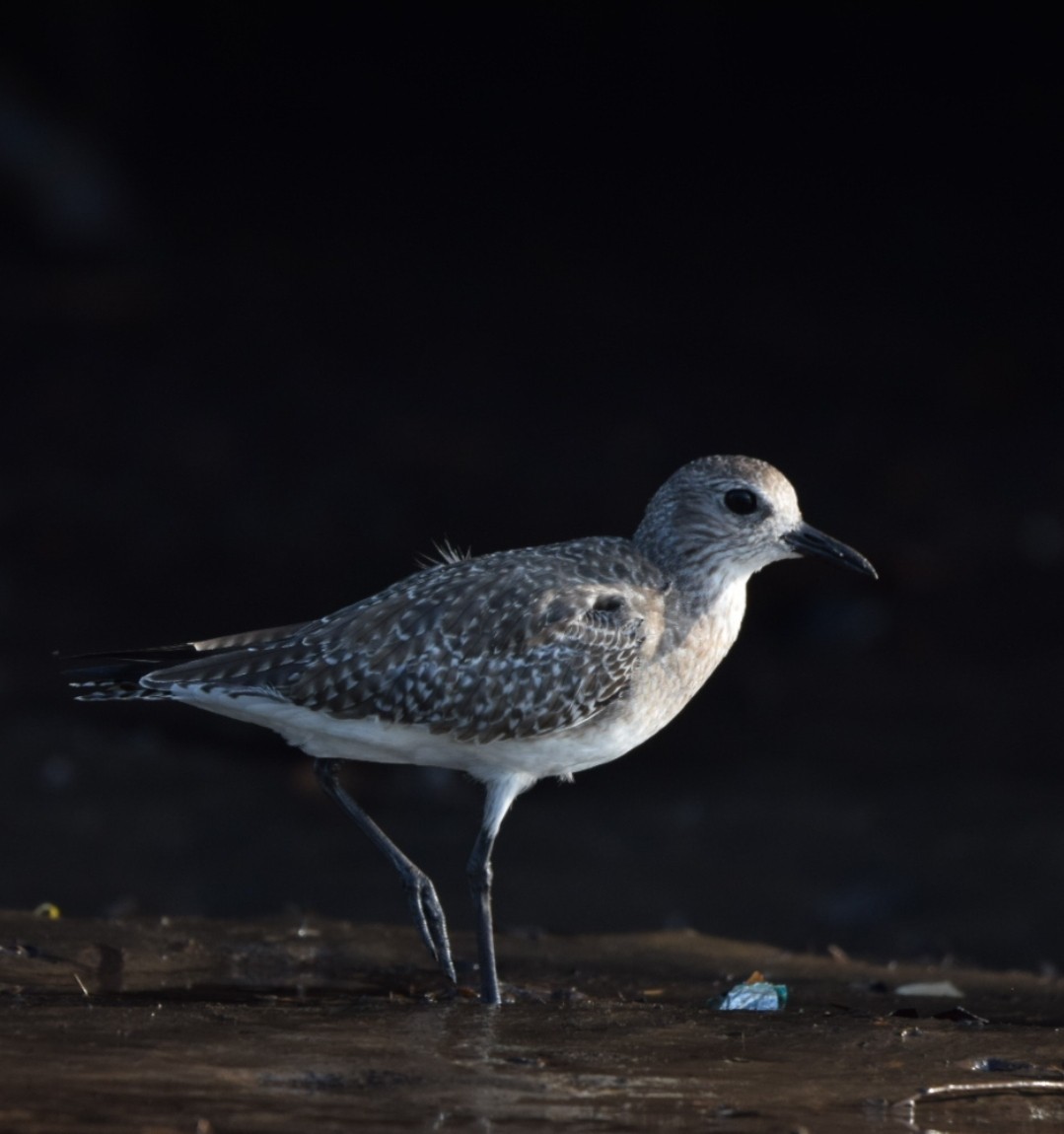 Black-bellied Plover - ML614260471