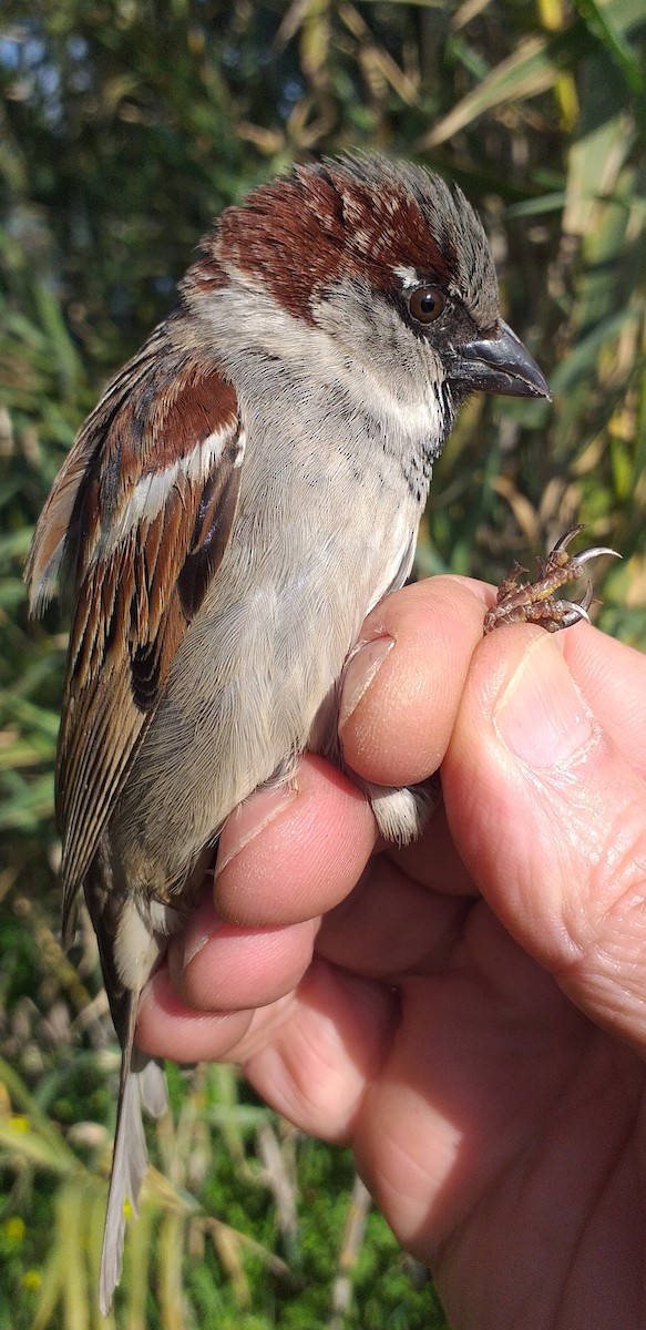 House Sparrow - ML614260480