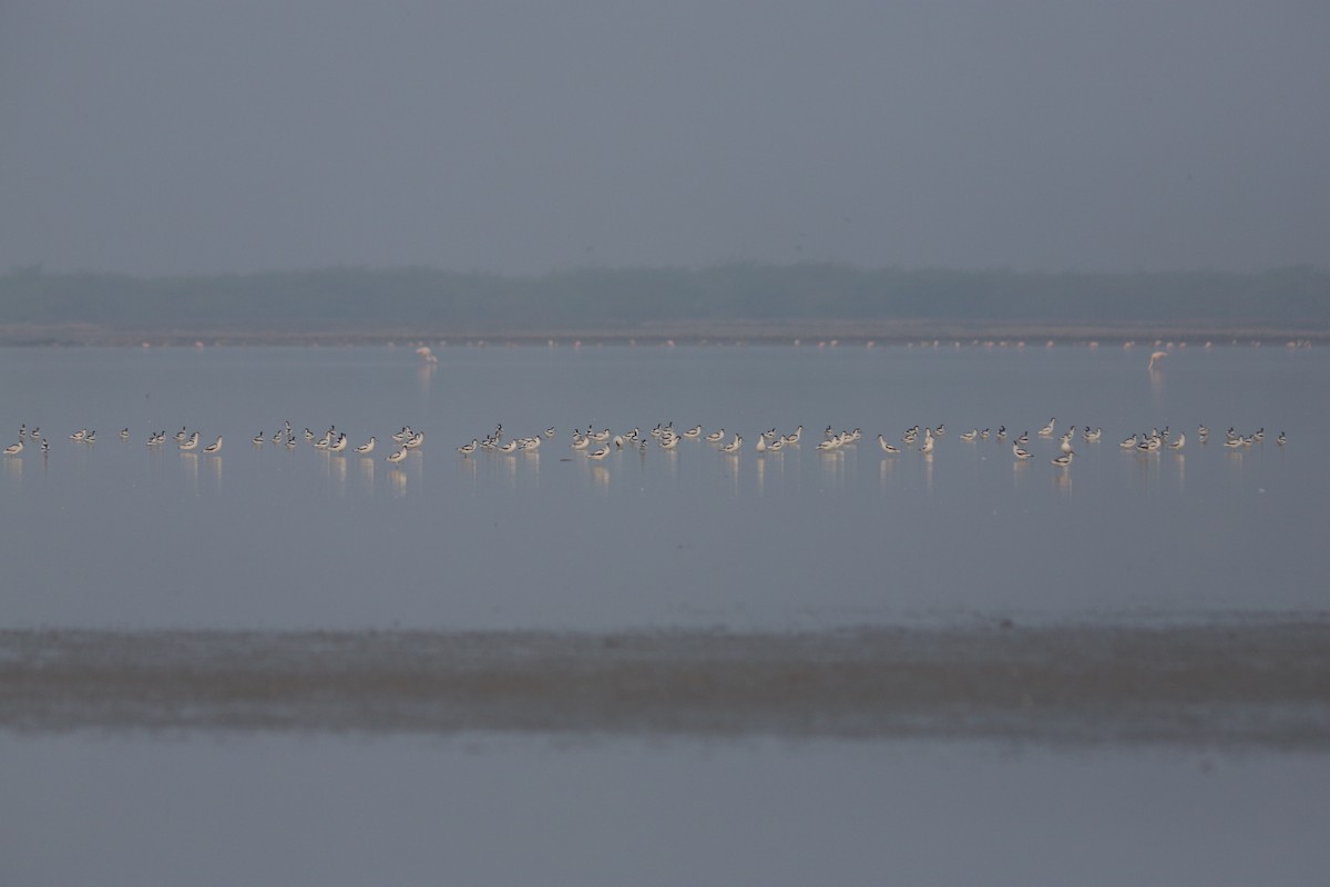 Pied Avocet - ML614260520