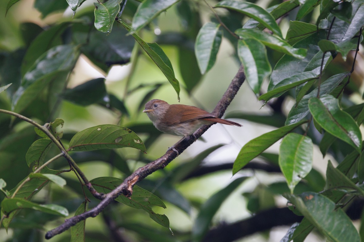 Brown Fulvetta - Neil Broekhuizen