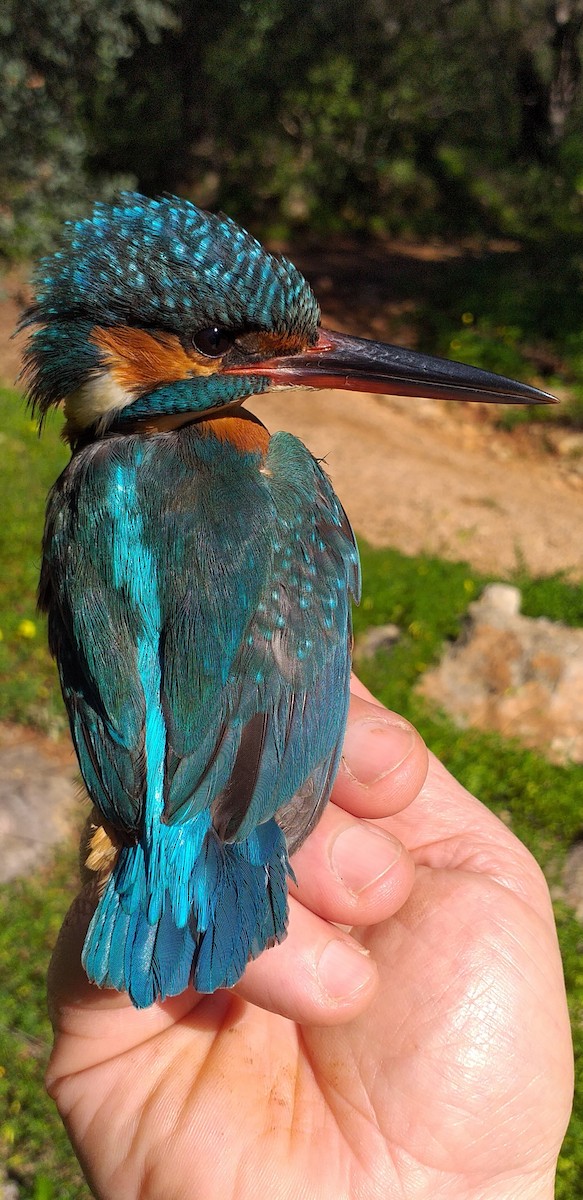 Martin-pêcheur d'Europe - ML614260543