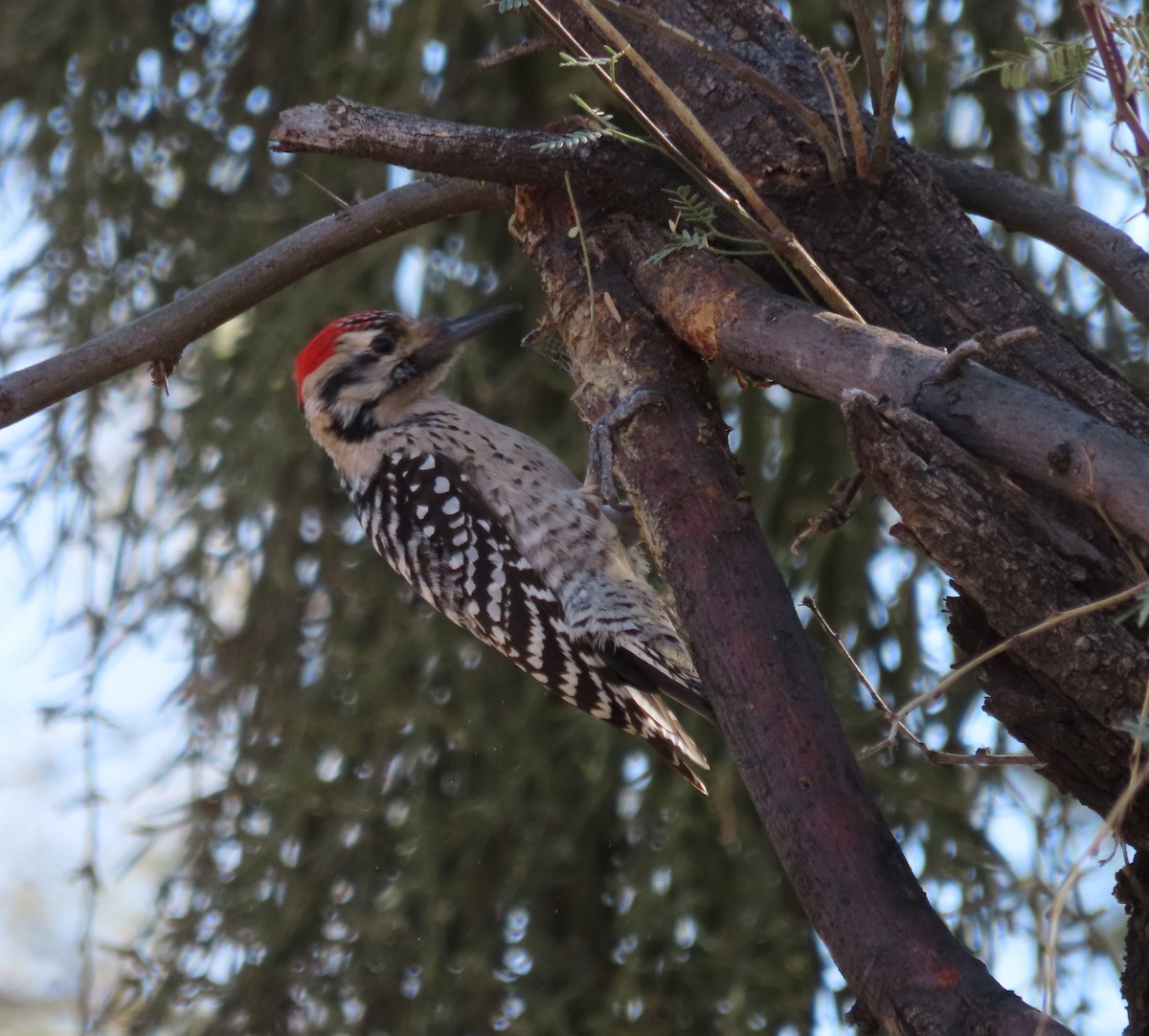 Ladder-backed Woodpecker - ML614260564