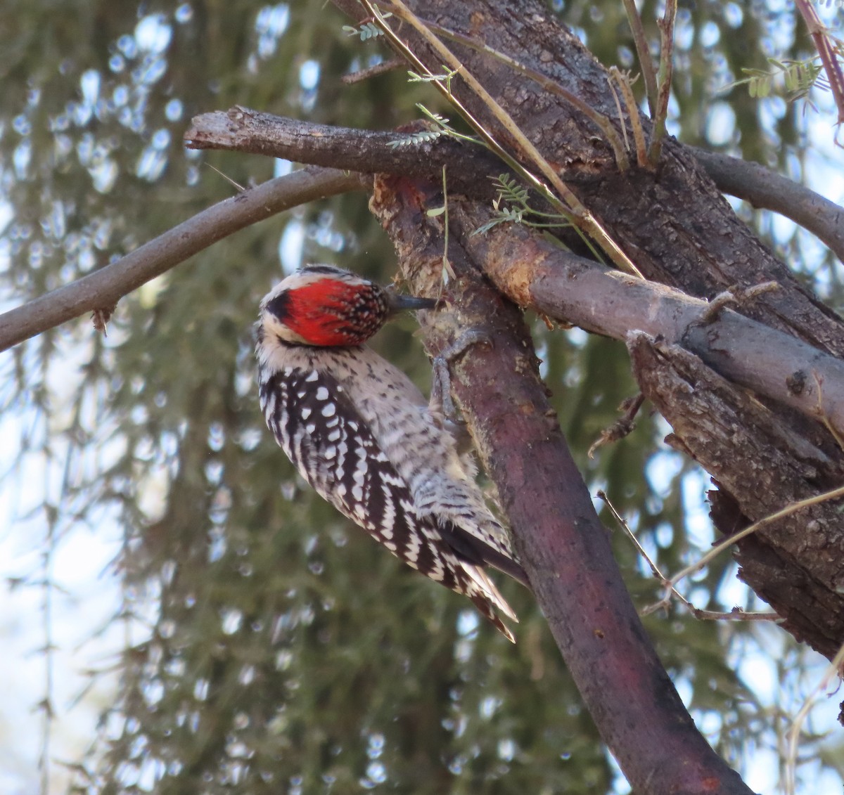 Ladder-backed Woodpecker - ML614260565