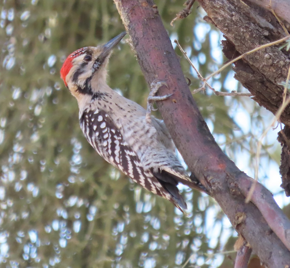 Ladder-backed Woodpecker - ML614260566