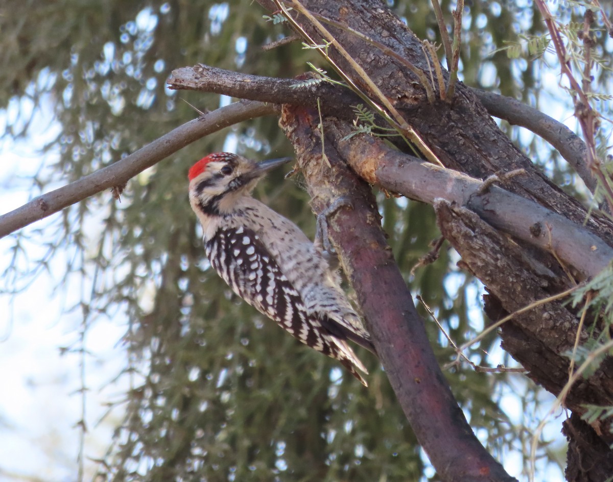 Ladder-backed Woodpecker - ML614260567