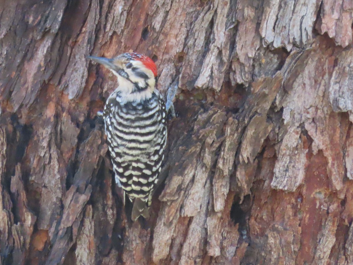 Ladder-backed Woodpecker - ML614260568