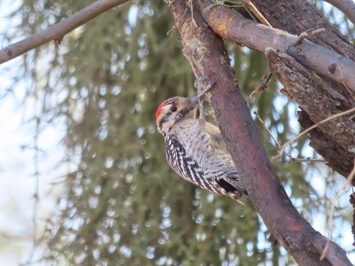 Ladder-backed Woodpecker - ML614260569