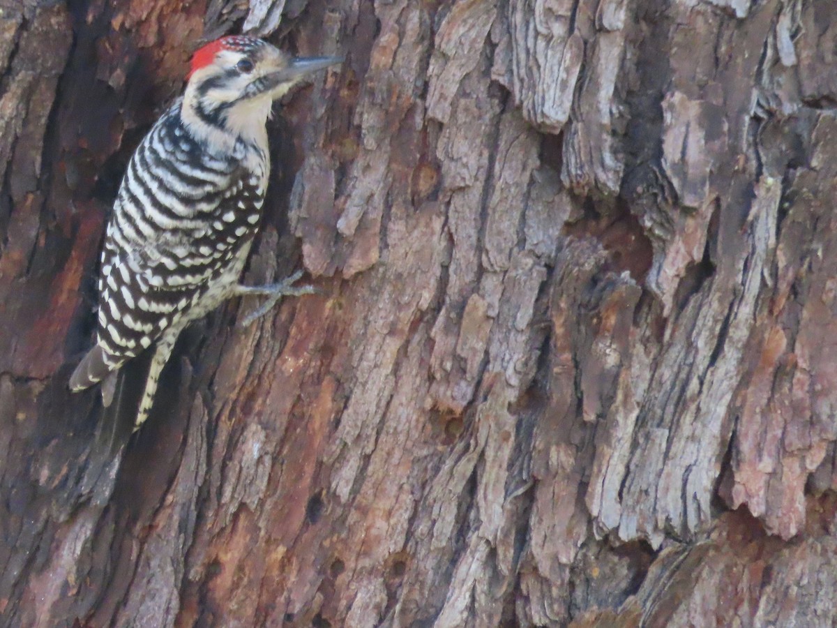 Ladder-backed Woodpecker - ML614260570