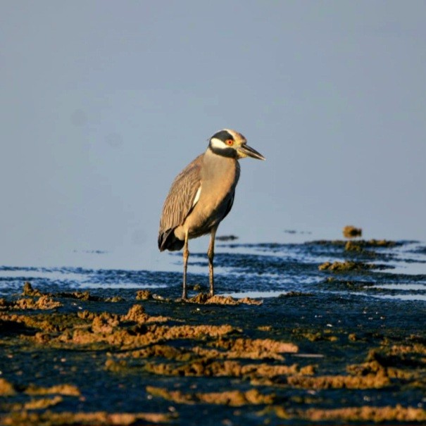 Yellow-crowned Night Heron - ML614260605