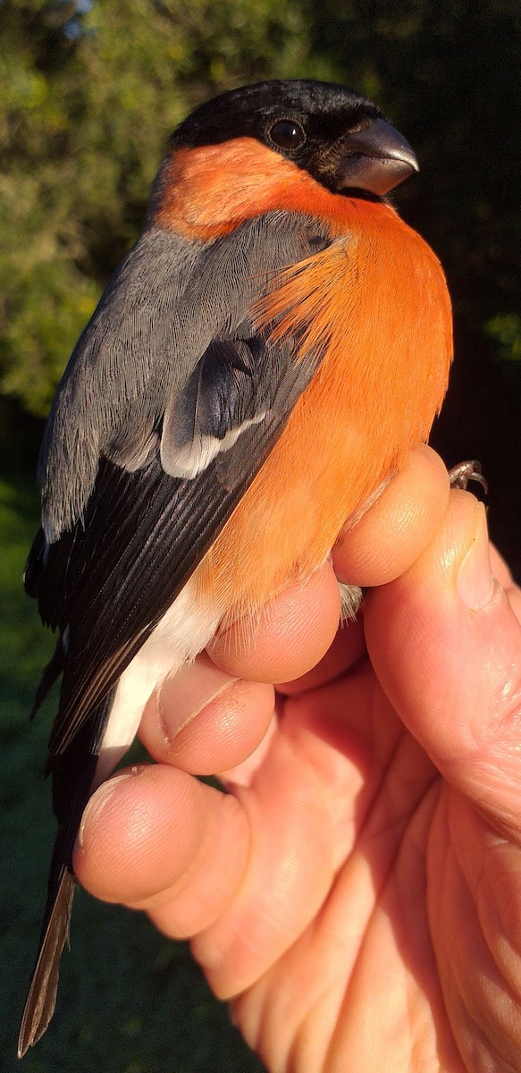 Eurasian Bullfinch - ML614260631