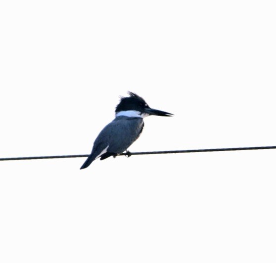 Belted Kingfisher - ML614260671