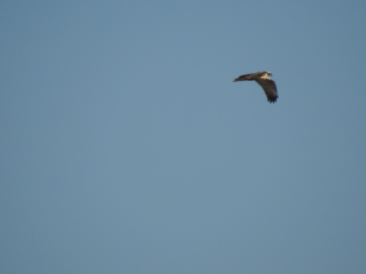 Western Marsh Harrier - Nelson Conceição