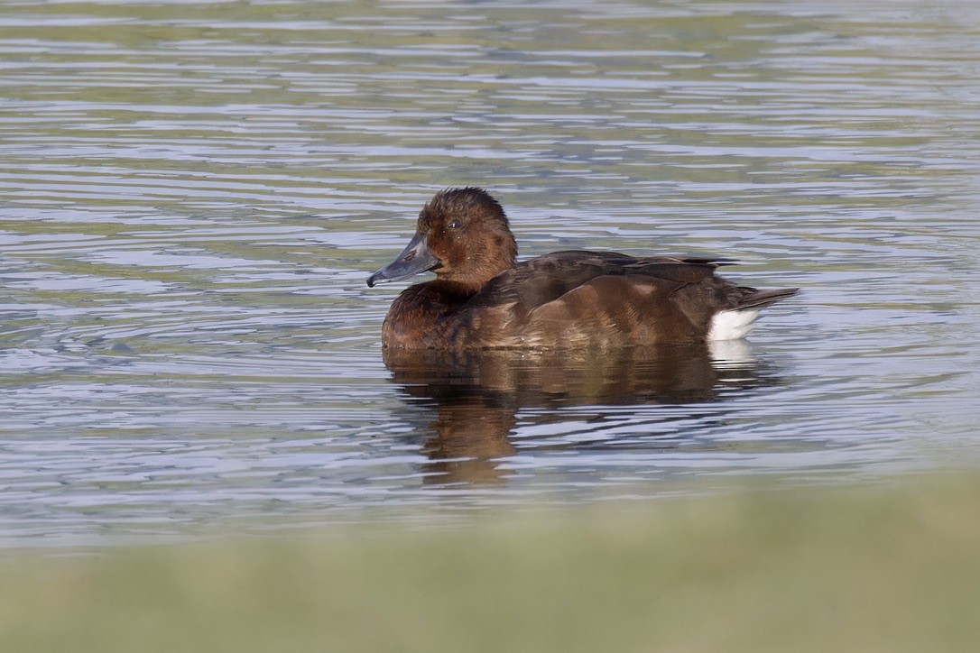 Ferruginous Duck - ML614260735